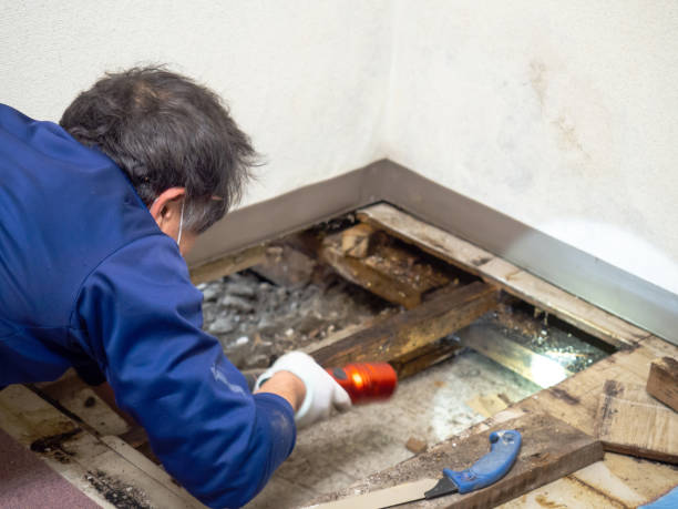 Best Mold Remediation for Specific Building Types in Cordova, AL