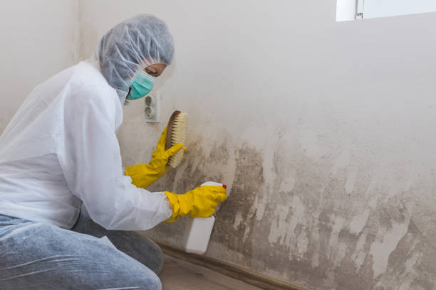 Best Post-Flood Mold Remediation in Cordova, AL