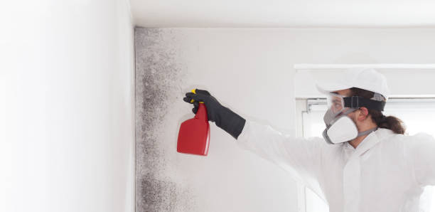 Best Bathroom Mold Remediation in Cordova, AL